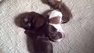 Precious' Puppies one week old