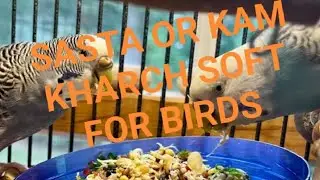 KASE SASTY SOFTFOOT SE  ACHI BREED LE SAKTY HN 