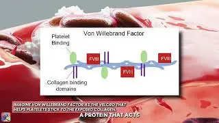 Platelet Plug Formation
