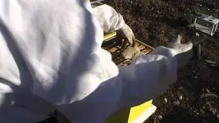 Winter bee feeding and the angry hive!