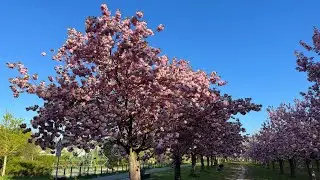 Cherry Blossoms in Berlin - Mauerweg mit TV Asahi Kirschbl&uuml;tenallee - 4k 60fps HDR
