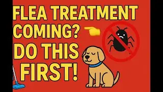 Flea Treatment Prep Guide | Get the Best Results from Your Pest Spray