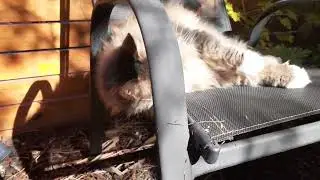 Steven's Cats