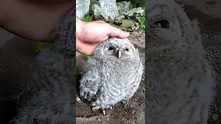 Baby Owl Petting - #babyowl #owl #petting #stroking #cute
