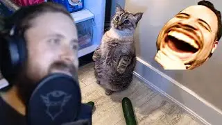 Реакция Форсена на самых смешных котов 😹 &mdash; Не пытайтесь сдержать смех 😂 &mdash; Жизнь забавных котов