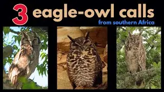 3 eagle-owl calls from southern Africa - Cape, Spotted and Verreaux's Eagle-owls