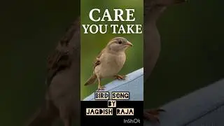 Bird Song &ndash; Care You Take | Poetic Reflection by Jagdish Raja #shorts #nature