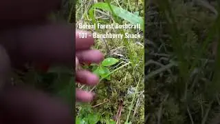 Boreal Forest Bushcraft 101 - Bunchberry Snack (Cornus canadensis), mild taste and edible seed.