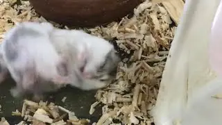 #17. Shorts. Adorable hamster fighting. I can't stop laughing.