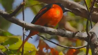 Orange Minivet (Male) Bird - 1