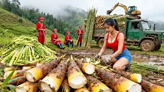 Use Truck to Buy 1000kg+ Bamboo Shoots from Villagers, Go to Sell at Market