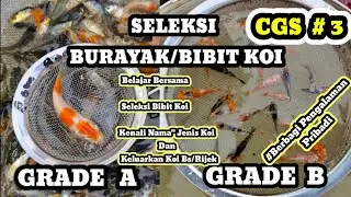 Seleksi bibit ikan koi | Seleksi burayak ikan koi | Selection baby koi | Selection Koi fish CGS#4