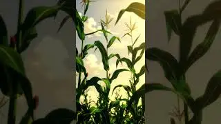 &ldquo;Relax with this calming anime scene 🌾✨ | Peaceful loop to clear your mind&rdquo; #AnimeRelaxation