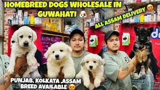 Homebreed Dogs Wholesale in Guwahati🐶All Assam Delivery 😍