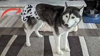 These Washable Dog Diapers Are Cute and Functional!