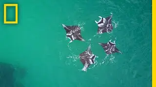 Manta Ray 'Brunch': Like Us, They're Social Eaters | National Geographic