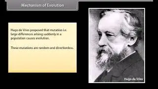 Evolution part 2 Class 12 Notes