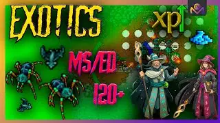 EXOTIC CAVE - MS/ED 120+ (1.1KK EXP RAW - 200K PROFIT) - GUIA DE HUNT E DICAS 2023