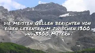 Der Alpenschneehase - wie gravierend ist die Klimaerwärmung?