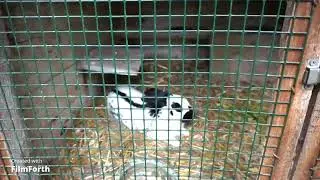 Tierpark Altenfelden Ober&ouml;sterreich Ausflug