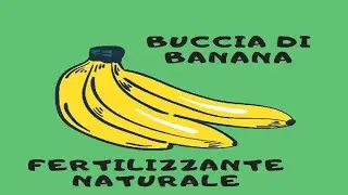 Come fertilizzare piante in vaso con una buccia di banana 🍌