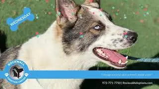 Meet Wednesday At Rockwall Adoption