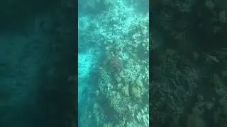 Dive Down With Turtle #diving #ocean #scuba