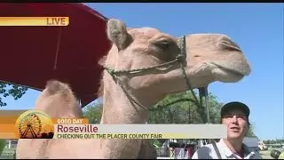 Placer County Fair