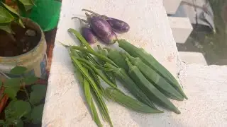 Today&rsquo;s harvest | Ladies finger | cluster beans | green chilli | brinjal | terrace garden | plant