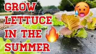 Can You Grow Lettuce In the Summer Heat?? | Heat Tolerant Greens