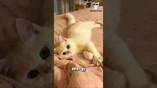 Why Do Cats Suddenly Zoom Around? #catfacts #catvideos #funnycats #catmeow #catshorts