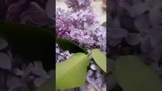 Пятилистник сирени Загадываем желания