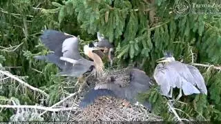 TZ Video 2015 07 07 083800 HEATHER AT HOME FEEDS TEENS LEAVES