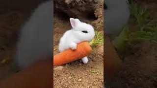 Rabbits and Their Survival Instincts