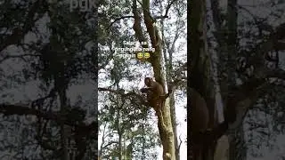 lesson learn wag mgdala nang pgkain #nature #ad
