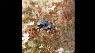 Gyriosomus whitei