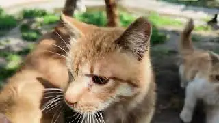 Romantic cats. #romanticcats