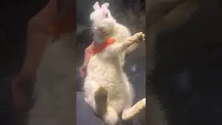 Biscuit Eating Behavior of Rabbits: A Study in Cuteness