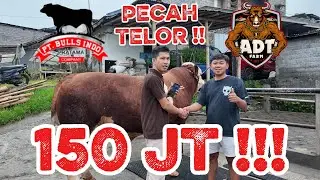 150JT!! TRUMP AMUNISI KONTES USIA 18 BULAN NON POEL  || MENUJU PT.BULL INDO PRATAMA (BIP FARM) ‼️