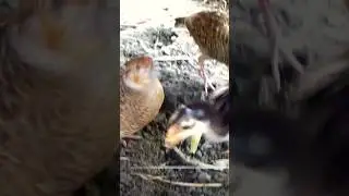 Grey francolin fight with hen's chick #birds #francolin #greyfrancolin #greyfrancolinteetarsound