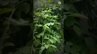 I Planted this plant l @Learn with Aslesh l#shorts