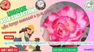 புதிய ரோஜாச் செடி வகைகள் & நடவு முறை | Unique Rose plants #rose #roseplant #ros&eacute; #roses #roseflower