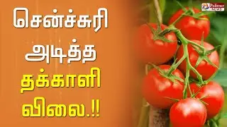 சென்ச்சுரி அடித்த தக்காளி விலை..!! Polimer news | Tomato price | Hike |