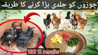 Chicks diet plan one day to 15 days / How to increase chicks grow faster / 100 % results 