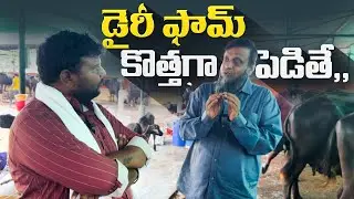 dairy farm in telugu 2025 | Dairy line | @Dairyline