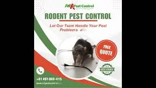 Rodent Pest Control Services with A1 Pest Control Canberra