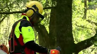 Anlage und Pflege von Samenplantagen am AWG Bayern
