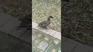 Cute Duck [4K] 🇲🇹 #shorts