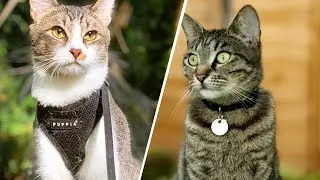 Cat Harnesses vs Collars: Which is Right for Your Furry Friend?