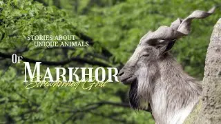 Markhor : The Mountain Goat with Spiral Horns! 🌄🐐